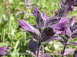 Photo: Alpenhelm, Blüte