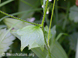 Foto: Rundblättriger Steinbrech (Saxifraga rotunddifolia)