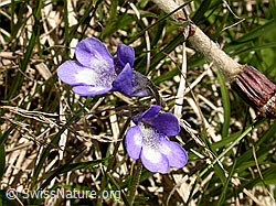 Foto: Gemeines Fettblatt, Blüten