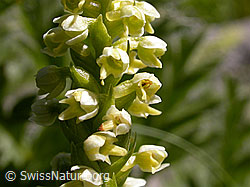 Foto: Weisszunge (Pseudorchis albida)