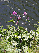 Photo: Adenostyles alliariae