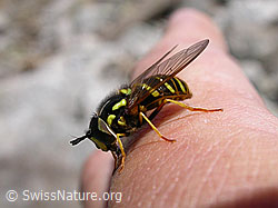 F004054: Kahle Wespenschwebefliege