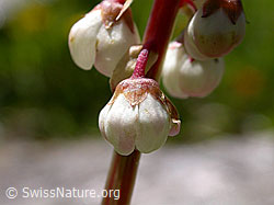 Foto: Kleines Wintergrün, Blüte