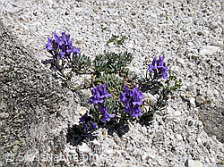 Foto: Alpen-Leinkraut