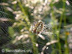 Foto: Eichblatt-Radspinne