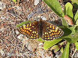 Photo: Wachtelweizenscheckenfalter