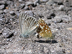 Himmelblaue Bläulinge (-, F004469)