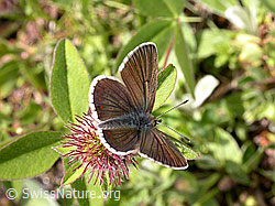 F004491: Bläuling, Flügel geöffnet