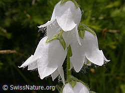 Photo: Bärtige Glockenblume (Campanula barbata)