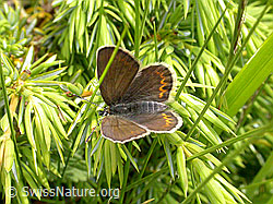 Photo: Geisskleebläuling, Weibchen