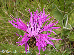 Photo: Federige Flockenblume, Blüte