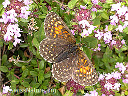 F004537: Ev. Ehrenpreisscheckenfalter