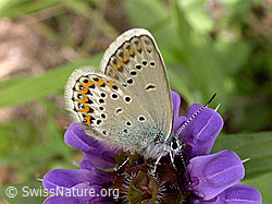 F004557: Bläuling, Flügel geschlossen