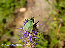 F004582: Grünwidderchen