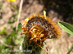 F004605: Raupe des Rotrandbärs