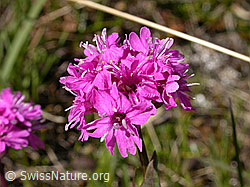 Photo: Alpen-Pechnelke, Blüten