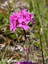 Photo: Alpen-Pechnelke