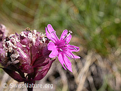 Photo: Alpen-Pechnelke, Blüte