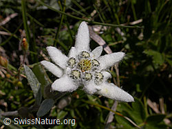 Photo: Edelweiss, Blüte