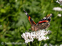 Admiral (Vanessa atalanta) (F004791)