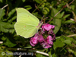 Hausmutter auf Blüte