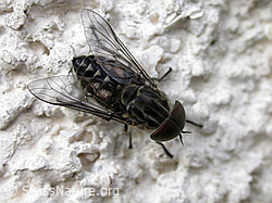 Pferdebremse (Tabanus sudeticus) (-, F004828)