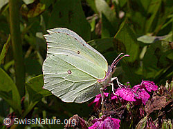 Zitronenfalter (Gonepteryx rhamni) (F004839)