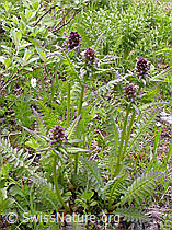 Photo: Gestutztes Läusekraut (Pedicularis recutita)