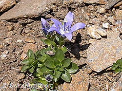 Photo: Mont Cenis-Glockenblume (Campanula cenisia)