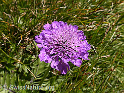 Foto: Glänzende Skabiose, Blüte