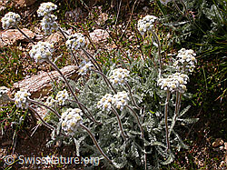 Foto: Zwerg-Schafgarbe