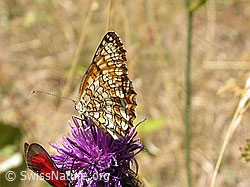 Foto: Flockenblumenscheckenfalter