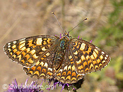 F005050: Flockenblumenscheckenfalter