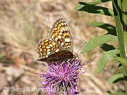 Foto: Flockenblumenscheckenfalter