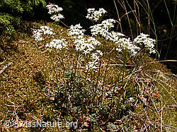 Photo: Weisser Mauerpfeffer