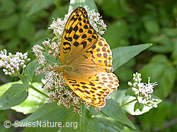 Foto: Kaisermantel (Argynnis paphia)