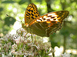 Foto: Kaisermantel (Argynnis paphia)