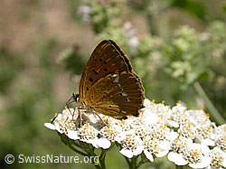 Foto: Dukatenfalter (Lycaena virgaureae)
