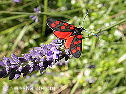 Photo: Hufeisenklee-Widderchen auf Lavendel