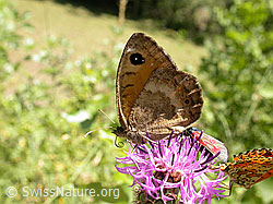 Foto: Weisskernauge (Satyrus ferula), Weibchen