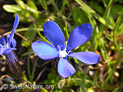 Photo: Bayrischer Enzian, Blüte