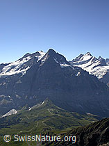 F005174: Rosenhorn, Mittelhorn, Wetterhorn, Lauteraarhorn, Schreckhorn