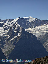 F005178: Ochs, Hinter Fiescherhorn, Gross Fiescherhorn, Gwächta