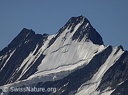 F005192: Gipfel von Lauteraarhorn und Schreckhorn