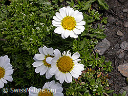 Photo: Hallers Margerite