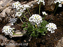 Photo: Alpen-Gämskresse, Blüten