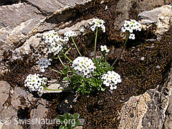 Photo: Alpen-Gemskresse