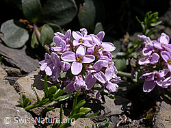 Foto: Kriechendes Täschelkraut (Thlaspi rotundifolium), Blüten