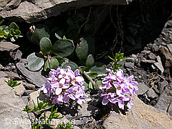 Foto: Kriechendes Täschelkraut (Thlaspi rotundifolium)
