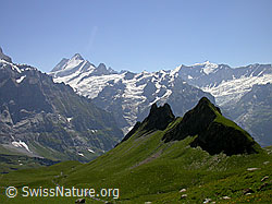 F005227: Lauteraarhorn, Schreckhorn, Finsteraarhorn und Schilt